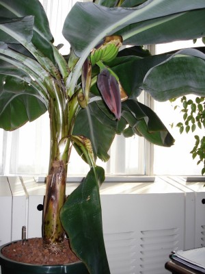 Banane2.JPG