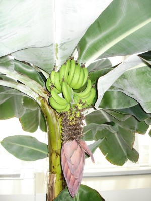 Banane3.JPG