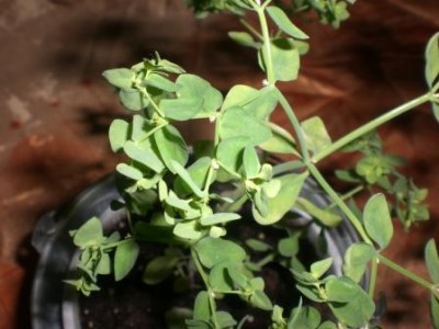 CIMG0581.JPG