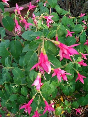 Fuchsie-4.JPG