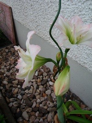 Amaryllis.JPG