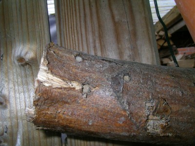 wildbienenhaus 002.JPG
