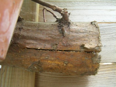 wildbienenhaus 001.JPG