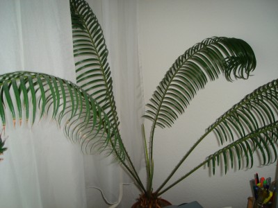 Cycas revoluta.jpg