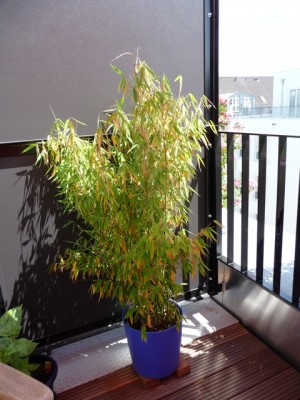 Bambus Blätter werden gelb · Pflanzenkrankheiten & Schädlinge · GREEN24  Pflanzen & Garten Forum