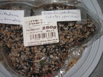 Riesentrompetenbaum 5.jpg