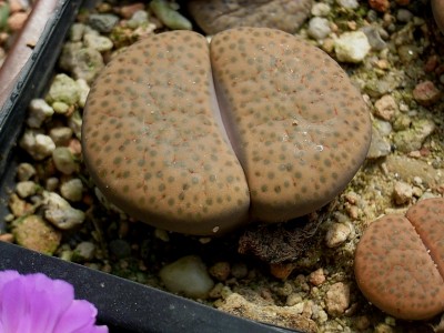 RIMG0017.JPG