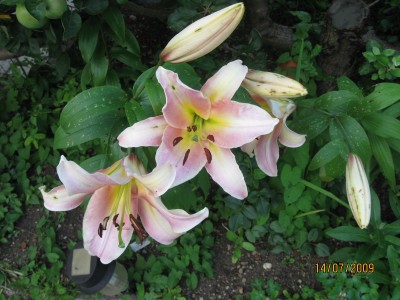 Green2009_2640.jpg