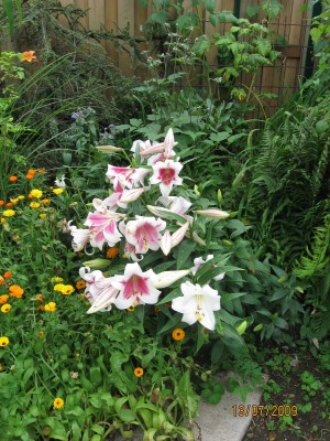 Green2009_2619.jpg