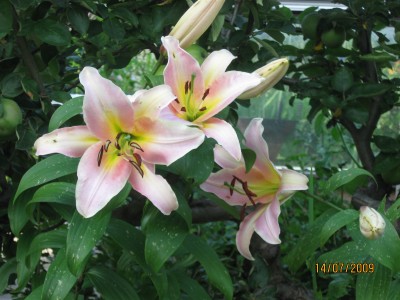 Green2009_2638.jpg