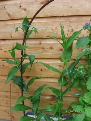 Green2009_2622.jpg