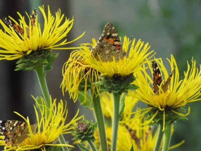 Distelfalter tummeln sich auf dem Alant.JPG