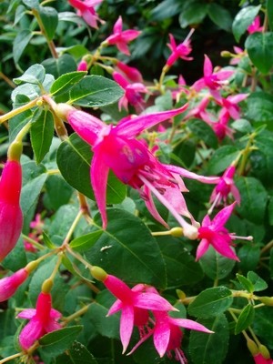 Fuchsie-5.JPG