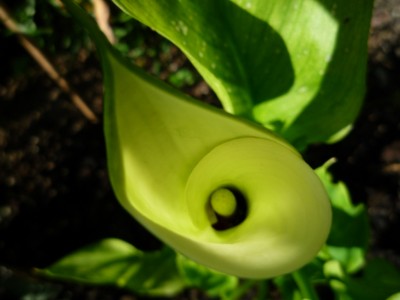 Calla Black eyed beauty.JPG