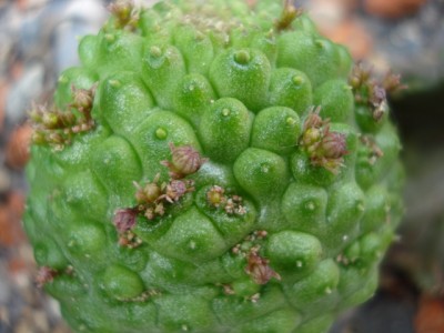 Blüten Lavrania Felinum.jpg