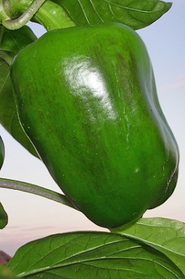 paprika1.jpg