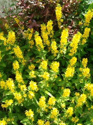 Goldfelberich-1.JPG