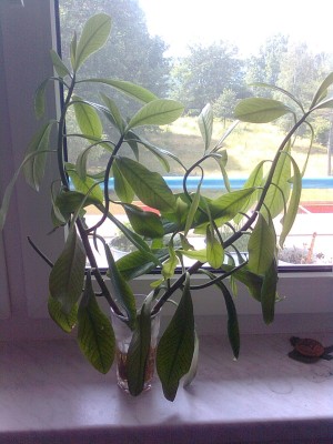 Bild0408.jpg