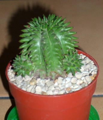 Euphorbia suzannae.jpg
