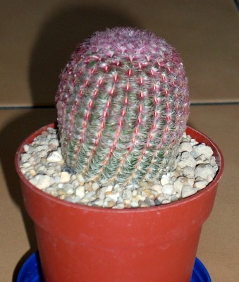 Echinocereus rigidissimus rubispinus L088.jpg