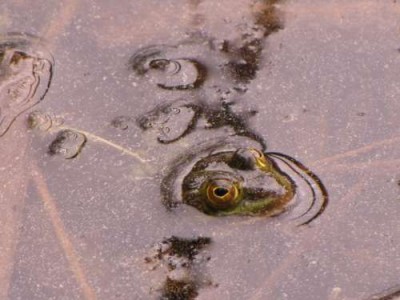 teichfrosch-8.JPG
