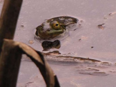 Teichfrosch-Karl-Dall.jpg