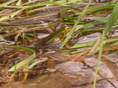 teichfrosch-2.JPG