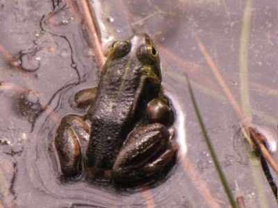 teichfrosch-1.JPG