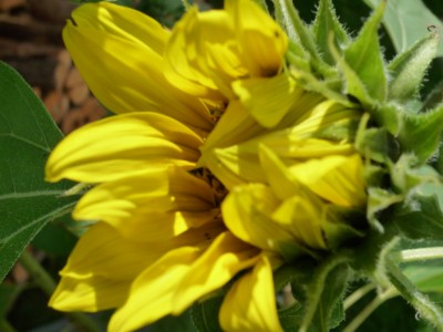 erste Sonnenblume geht auf.JPG