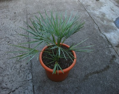 chamaerops.jpg