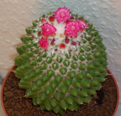Mammillaria.jpg