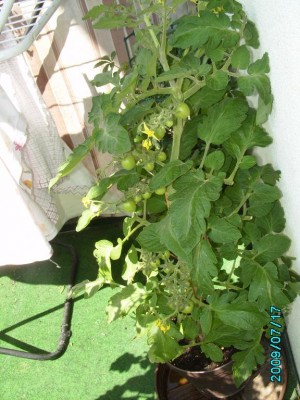 PICT0534.JPG