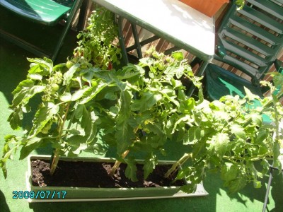 PICT0533.JPG