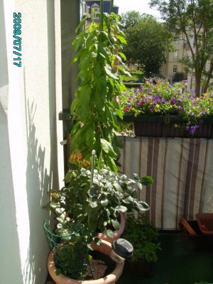 PICT0532.JPG