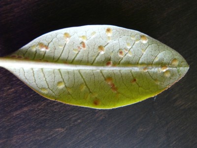 P1020380-2.jpg