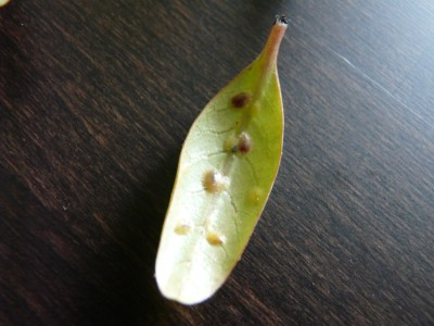 P1020379-2.jpg