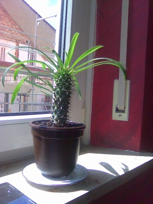 Sommer 2009.jpg