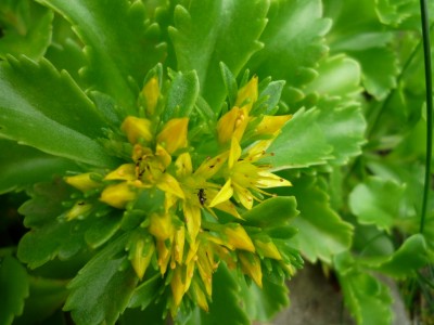 Sedum kamtschatikum blüht.JPG