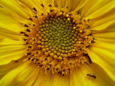 Sonnenblume mit Ameisen.JPG