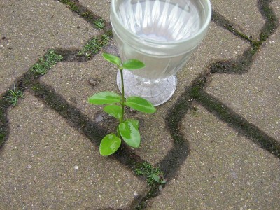 Hoya.JPG