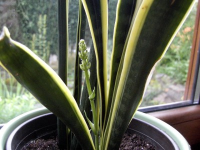 Sansevieria trifasciata Laurentii 05.06.07.JPG