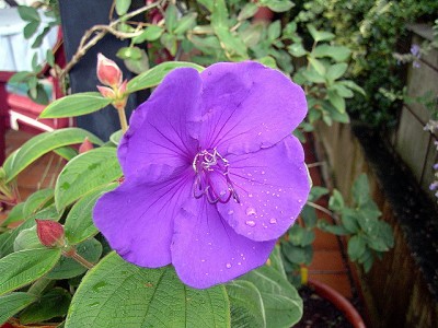 1. Blüte 05.06.07 Tibouchina urvilleana - Veilchenbaum, Prinzessinnenblume.JPG