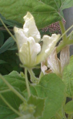 moto_0227-afrik.Riesenk.-Blüte.jpg