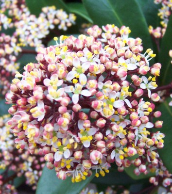 Skimmia japonica.jpg