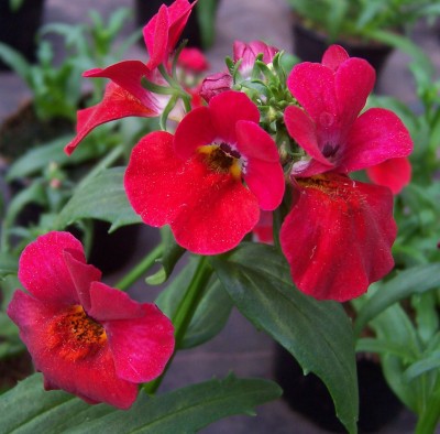 Nemesia - Elfenspiegel.jpg