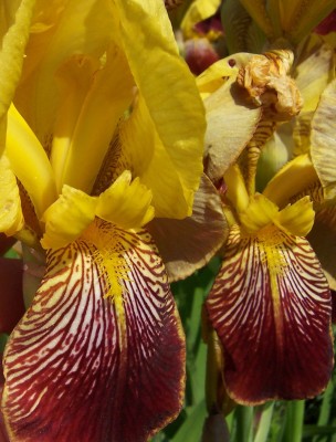 Iris.jpg