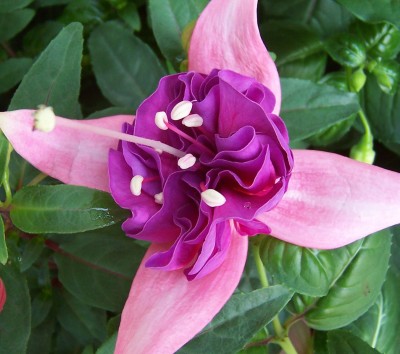 Fuchsie.jpg
