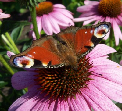 Echinacea mit Besuch Nr 2.jpg