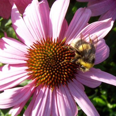 Echinacea mit Besuch.jpg