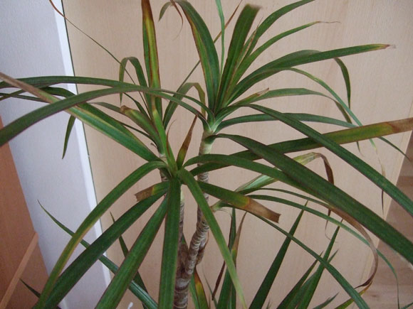 Dracaena Marginata - helle Blätter und braune Spitzen · Pflanzenkrankheiten  & Schädlinge · GREEN24 Pflanzen & Garten Forum